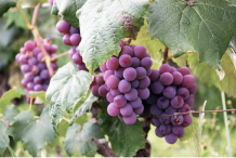 Protective effect of Grapeseed extract on lead